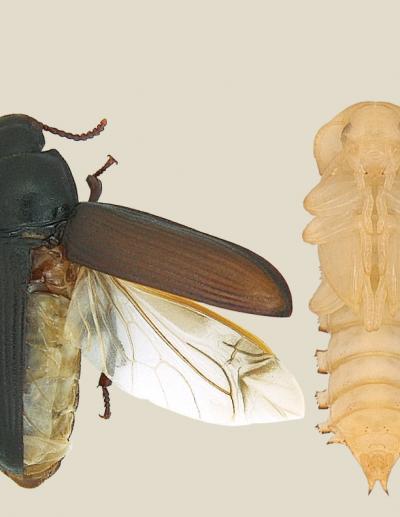 Wings Not Lost, Just Hidden in Some Insects ( | EurekAlert!