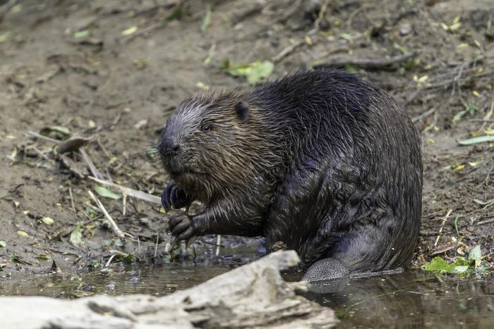 A wild beaver