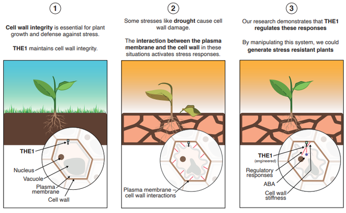 How plants adapt to drought
