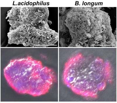 L. acidophilus and B. longum form biofilms on Smectite