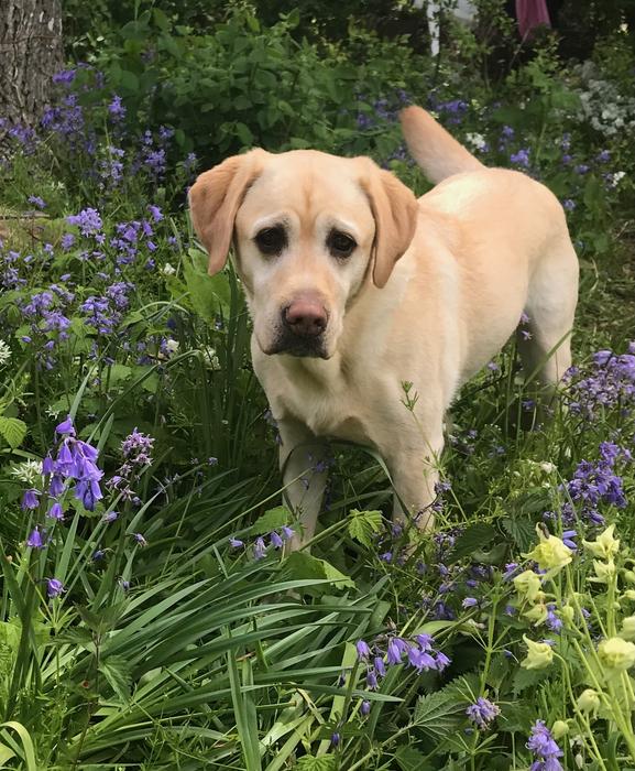 Danish dog owners’ use and the perceived effect of unlicensed cannabis products in dogs