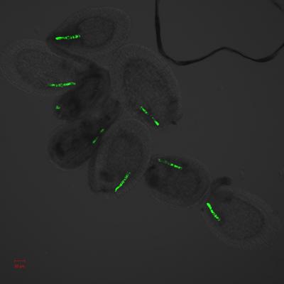 Early Developing Seeds