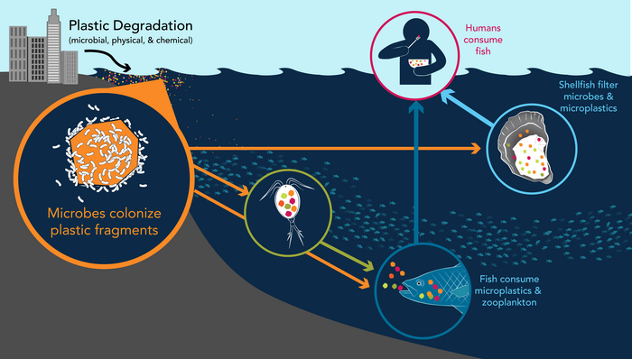 Ocean plastics and human health