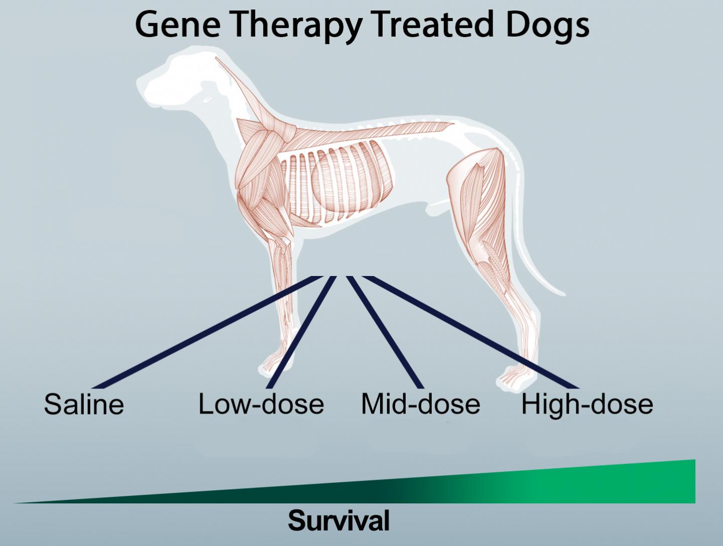 Dose-Related Survival Effects of Gene Therapy on Canine Muscle Disorder