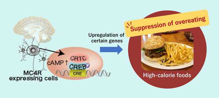 Mechanism by which CREB-Regulated Transcription Coactivator 1 (CRTC1) suppresses overeating