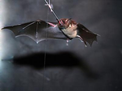 Flying Bats Take Cue From Bugs (4 of 4)