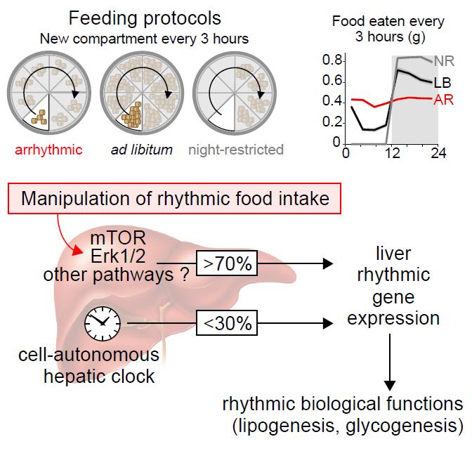 Food Intake Contributes to Rhythmic Gene Expression