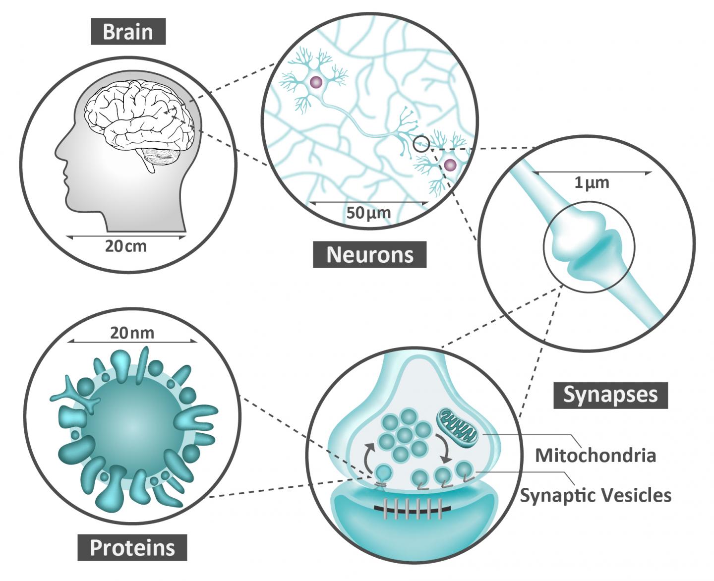 Neurons, synapses and proteins