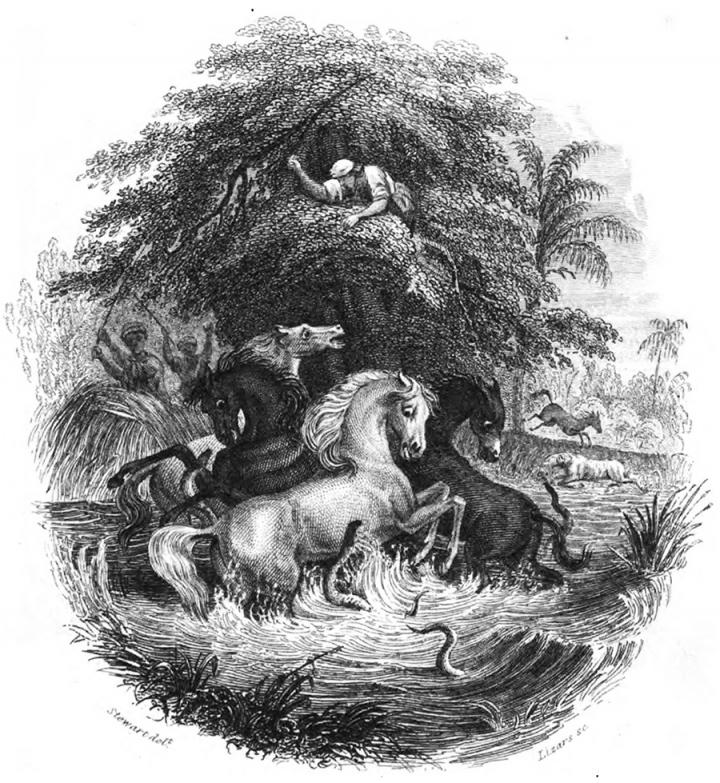 Illustration of von Humboldt Story