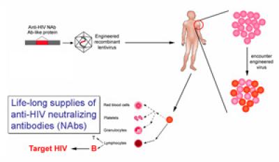 Engineering Immunity
