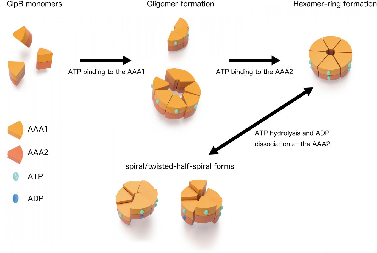 Dynamic Changes of ClpB