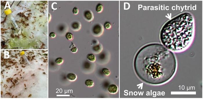 Photographs of snow algae that color the snow surface and the parasitic chytrid infecting snow algae