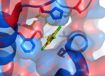 Binding Site of Malaria-toxoplasmosis Medication with Targeted Enzymes