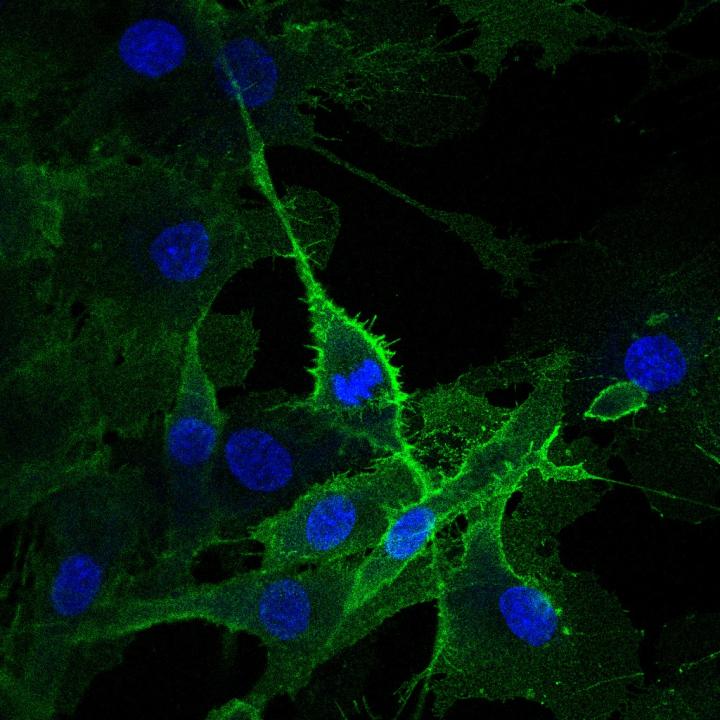 Muscle Cells with CLEC14A