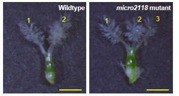 Abnormalities in pistils