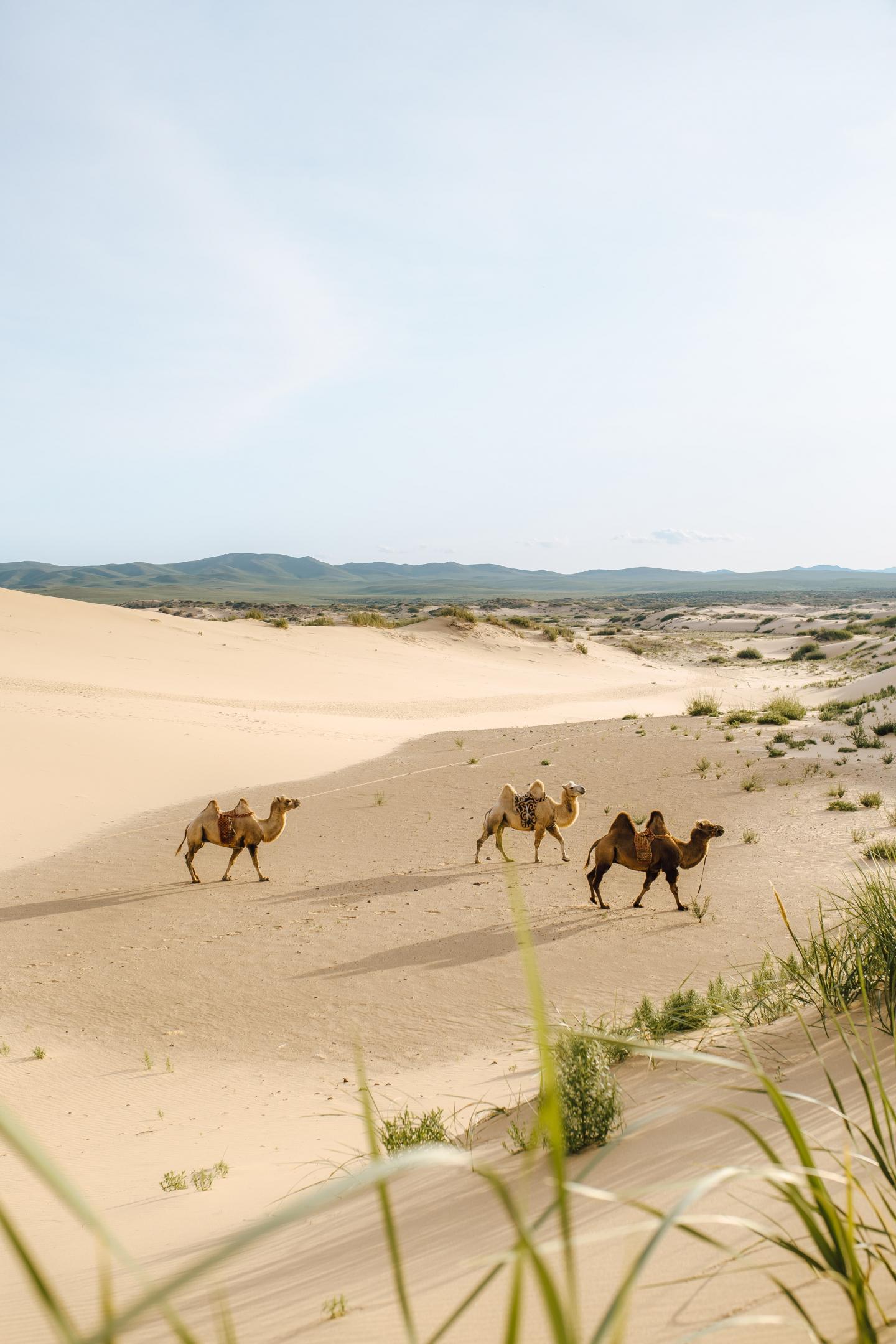 Camels on the Mongolian Plateau