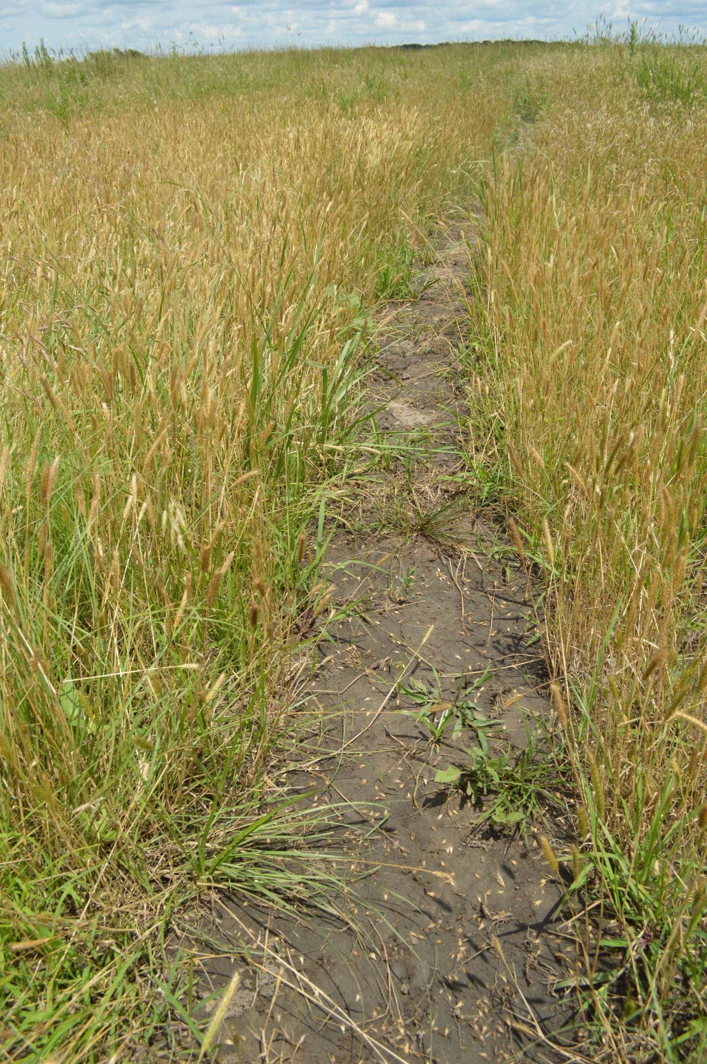 Barley Population in Bison Trail