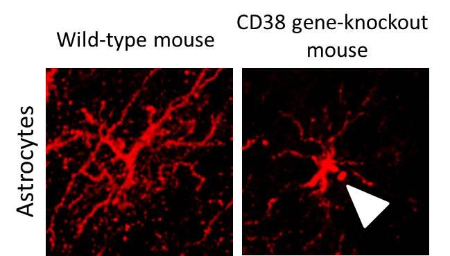 Knockout of Cd38 Gene Gives Rise to Abnormality of the Shape of Astrocytes