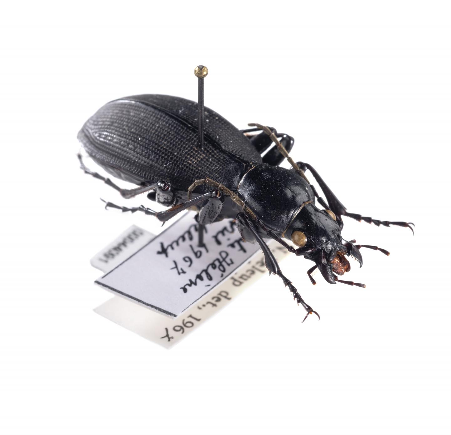 Aplothorax burchelli