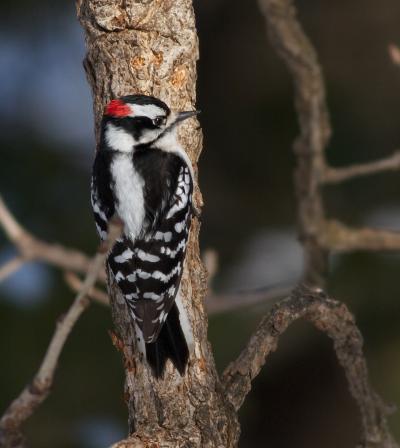 Downy Woodpecker