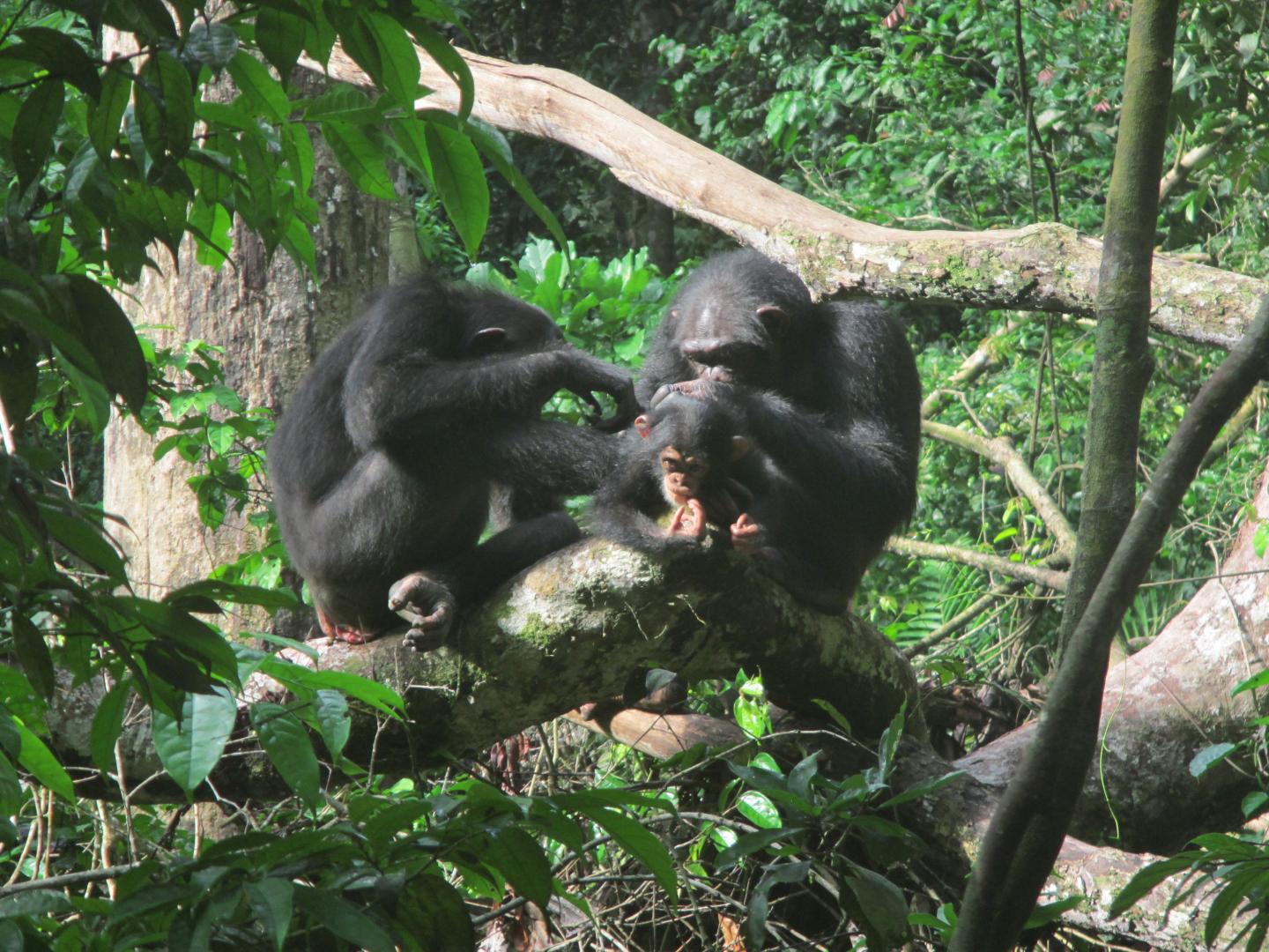 Chimpanzees Grooming