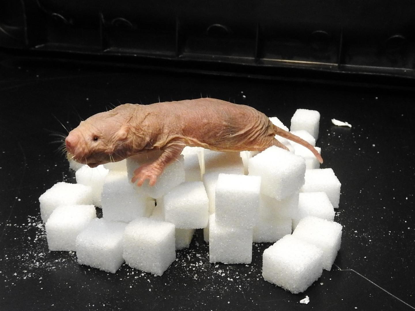 Breathe Easy: the Naked Mole-Rat's Secret to Surviving Oxygen Deprivation (3 of 12)