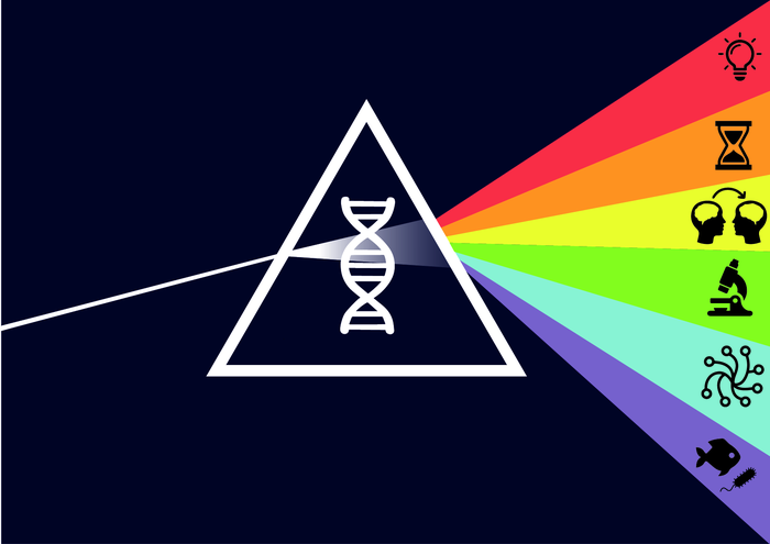 A graphical representation of the different facets of evolvability