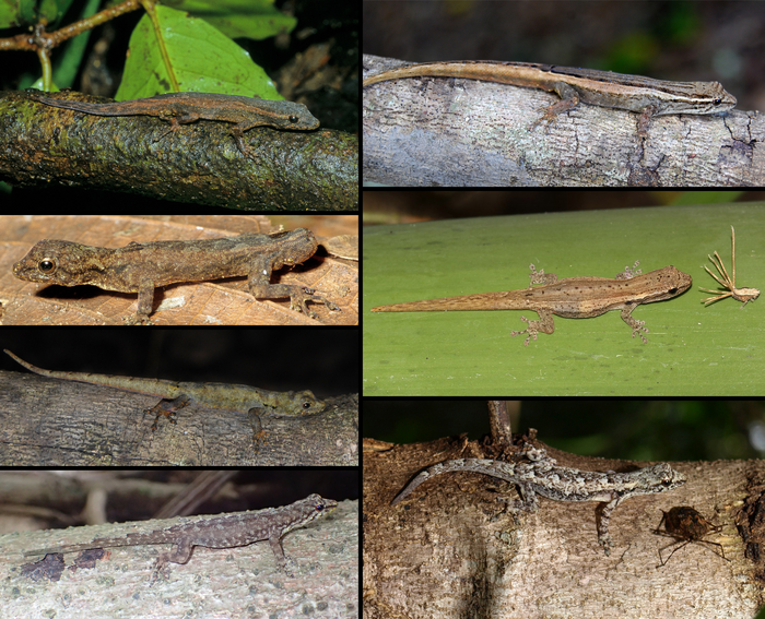 Seven of the new species