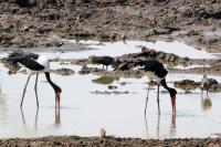 Saddle-billed storks in Africa