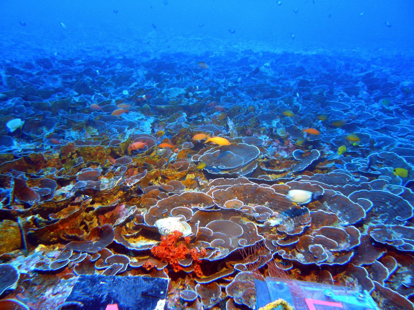 Mosophotic Coral Ecosystem at 70m