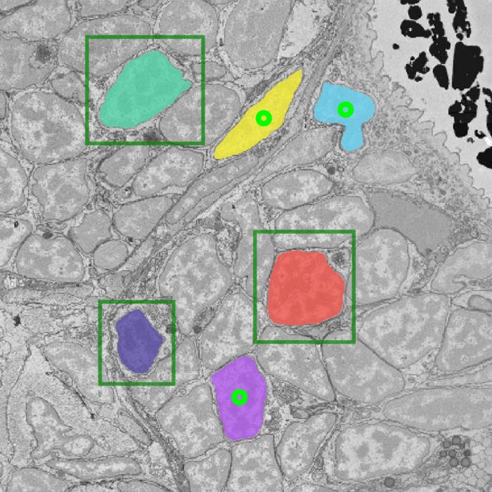 Segmentation of electron microscopy images with μSAM. This image shows how the model can segment nuclei, with points and boxes from the user and the corresponding masks predicted by the model.