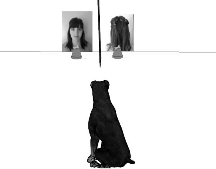 The implicit reward value of the owner's face for dogs