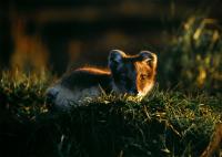 Arctic Fox in Summer