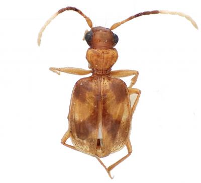 <i>Asklepia asuncionensis</i>