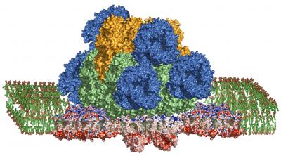 Photosynthetic Megacomplex