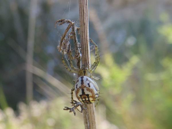 <i>Mangora acalypha sp.</i>