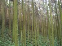 Cedar Plantation on Japanese Hillside