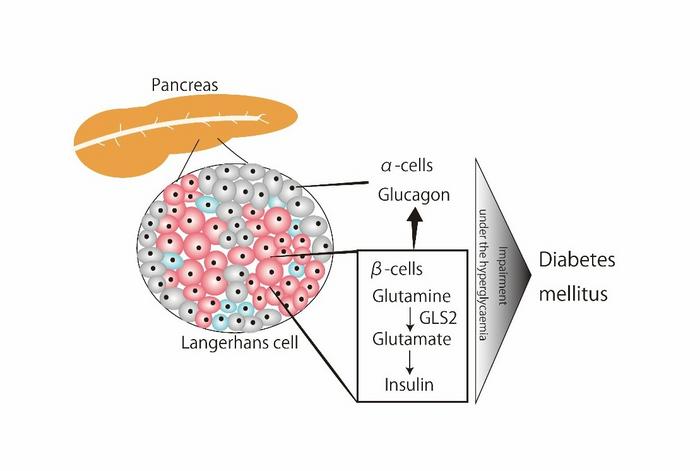 Mechanism for the onset of diabetes mellitus following GLS2 inhibition