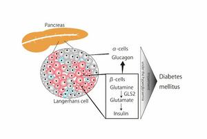 Mechanism for the onset of diabetes mellitus following GLS2 inhibition