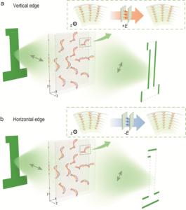 Schematic of the FLC topological superstructures for fast selective edge-enhanced imaging.