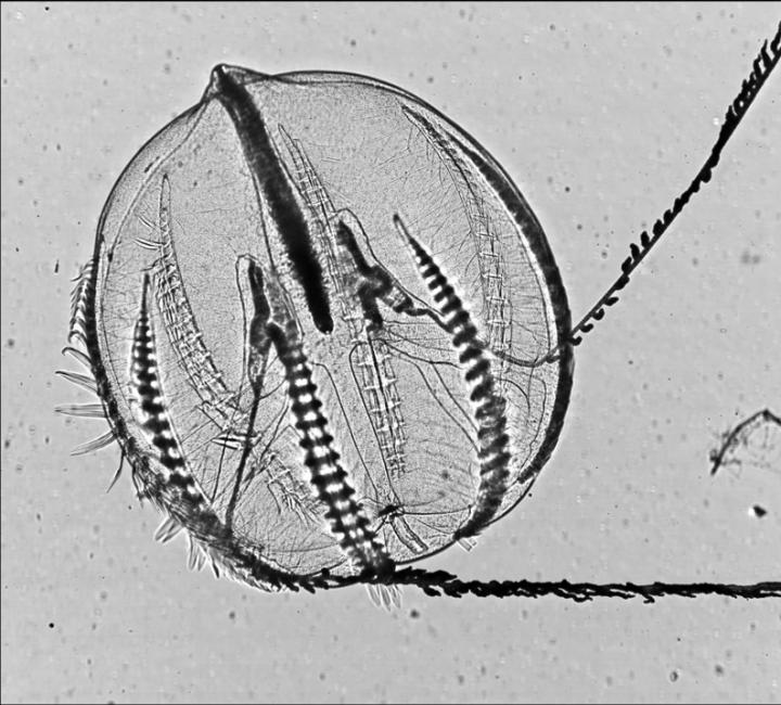 Ctenophore (Pleurobrachia)