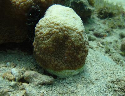 Diseased Coral