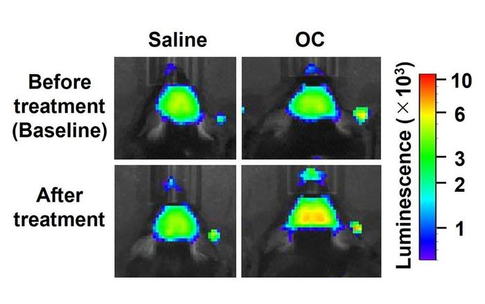 Oleacein exhibited antidepressant-like activity by regulating BDNF/TrkB signaling