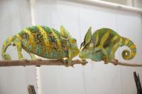 Veiled Chameleon Contest over Territory