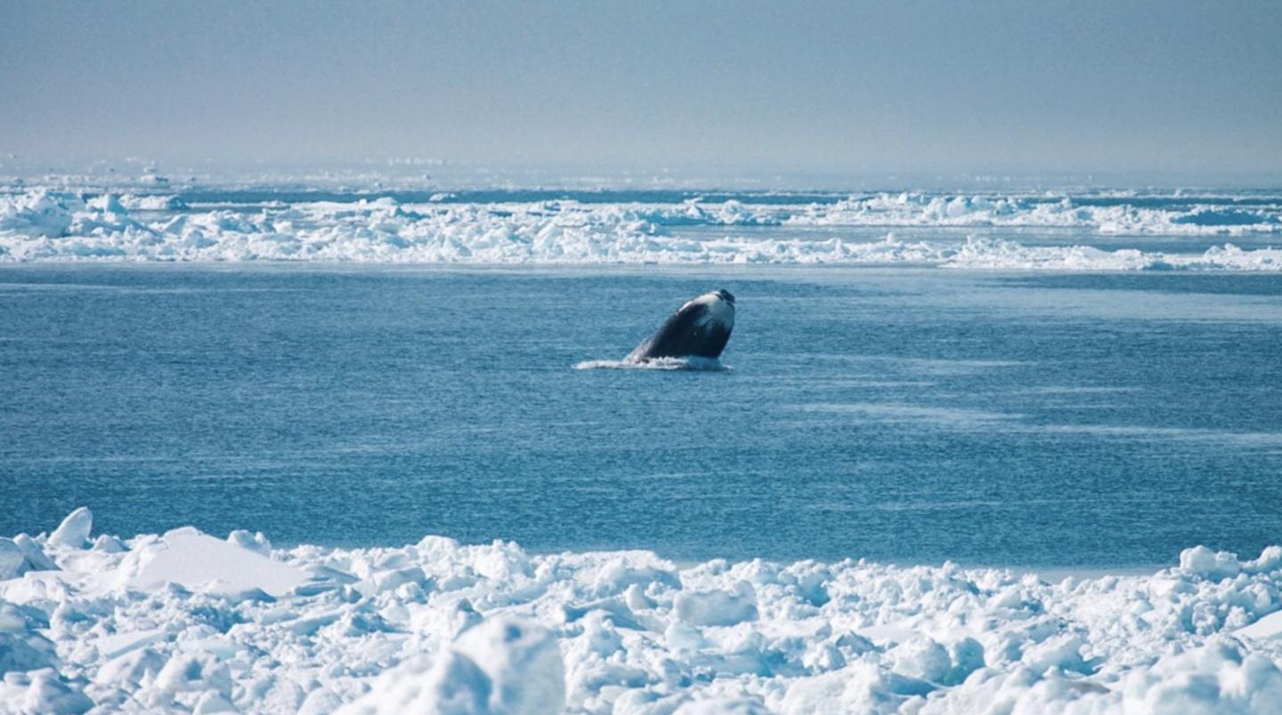 Bowhead Whale