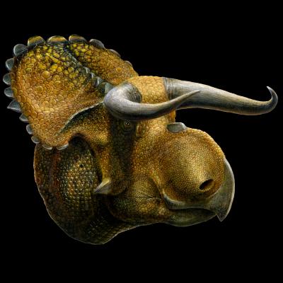 <i>Nasutoceratops</i>
