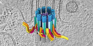 Cilia have a specialized transport hub at their base