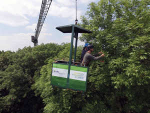 Trees call for help form birds and predatory insects