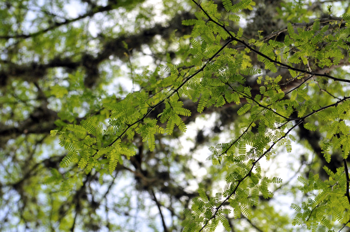 Forest reserve Colombia