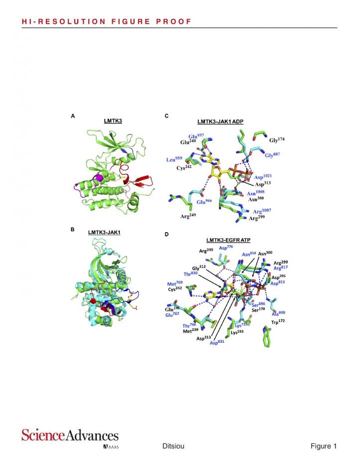 Crystal structure of LMTK3